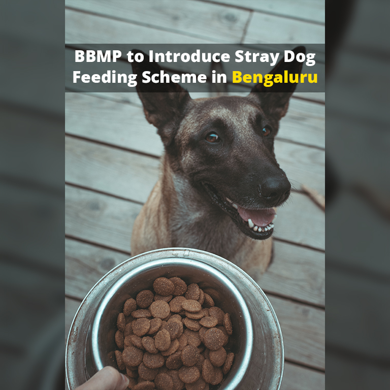 BBMP stray dog feeding
