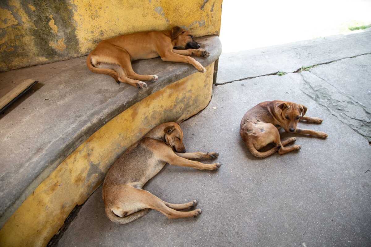 Nine dogs found dead in Chatrapati Sambhajinagar
