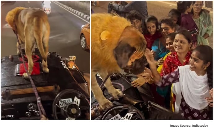 English Mastiff dressed as lion
