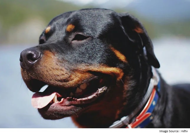 Rottweilers Attack Elderly Woman