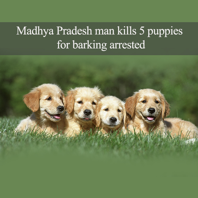 man kills 5 puppies