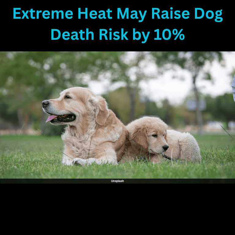 Extreme Heat May Raise Dog Death Risk by 10%