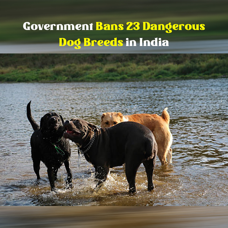 Dangerous dog breeds