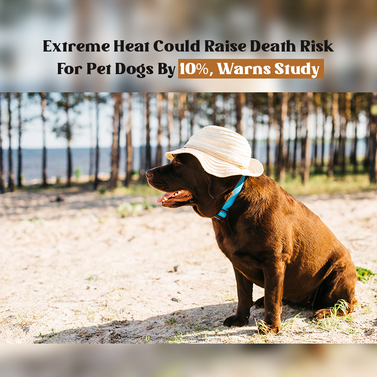 extreme heat dog deaths