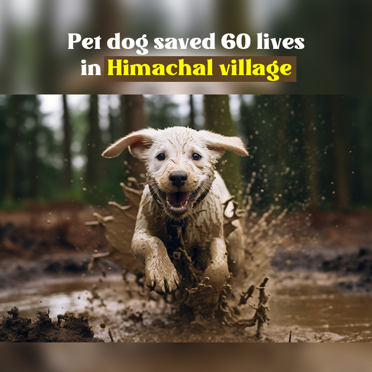 dog saved 60 lives