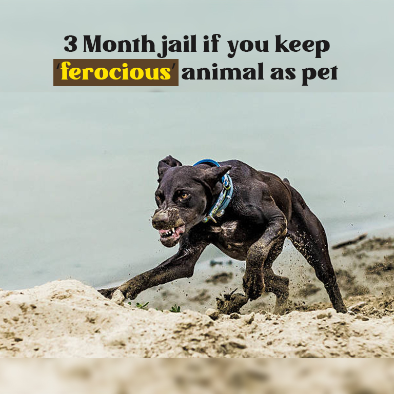 ferocious animal as pet
