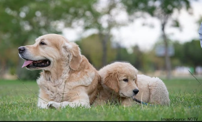 extreme heat dog deaths