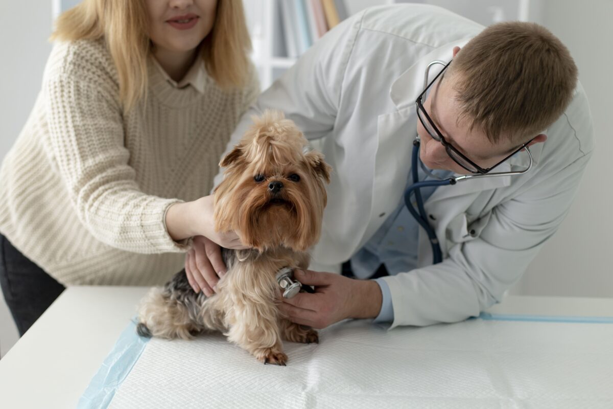 dog checkups guide