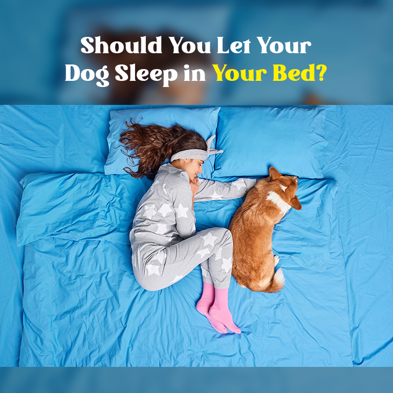 Should pets sleep bed