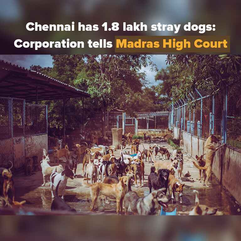 Chennai stray dogs