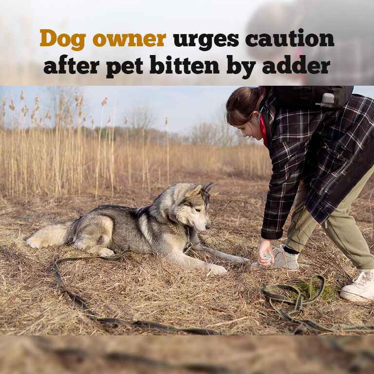 dog adder bite