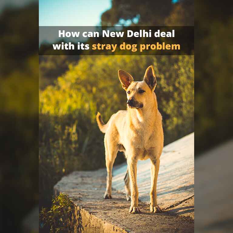 New Delhi stray dogs
