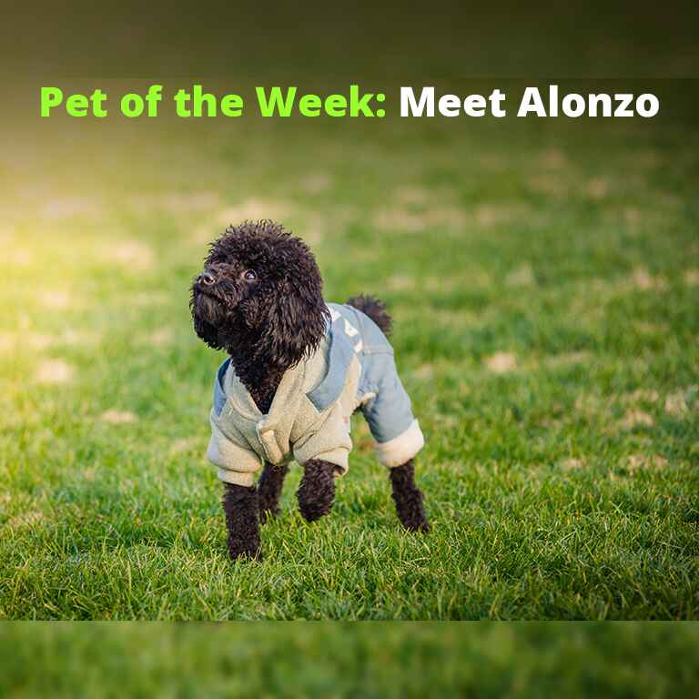 Adopt Alonzo
