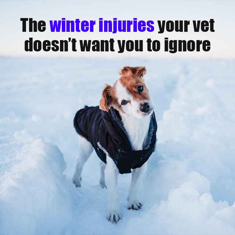 Winter pet injuries