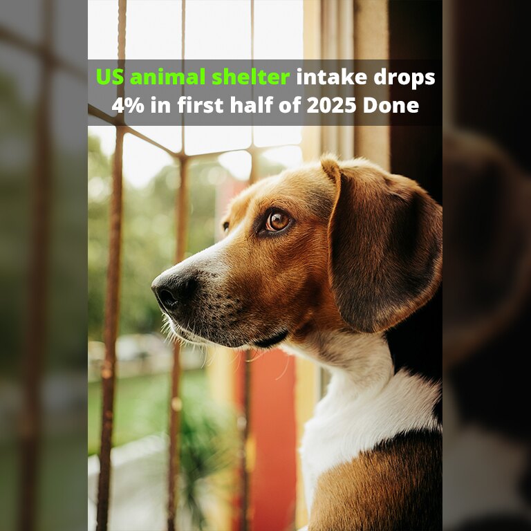 US animal shelter intake