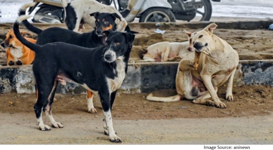 Uttar Pradesh stray dog rules