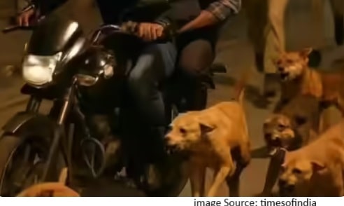 community dogs in Lucknow