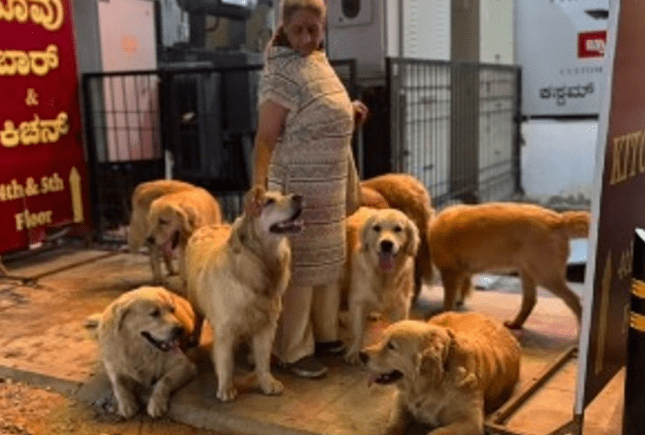 dog lover with 28 Golden Retrievers