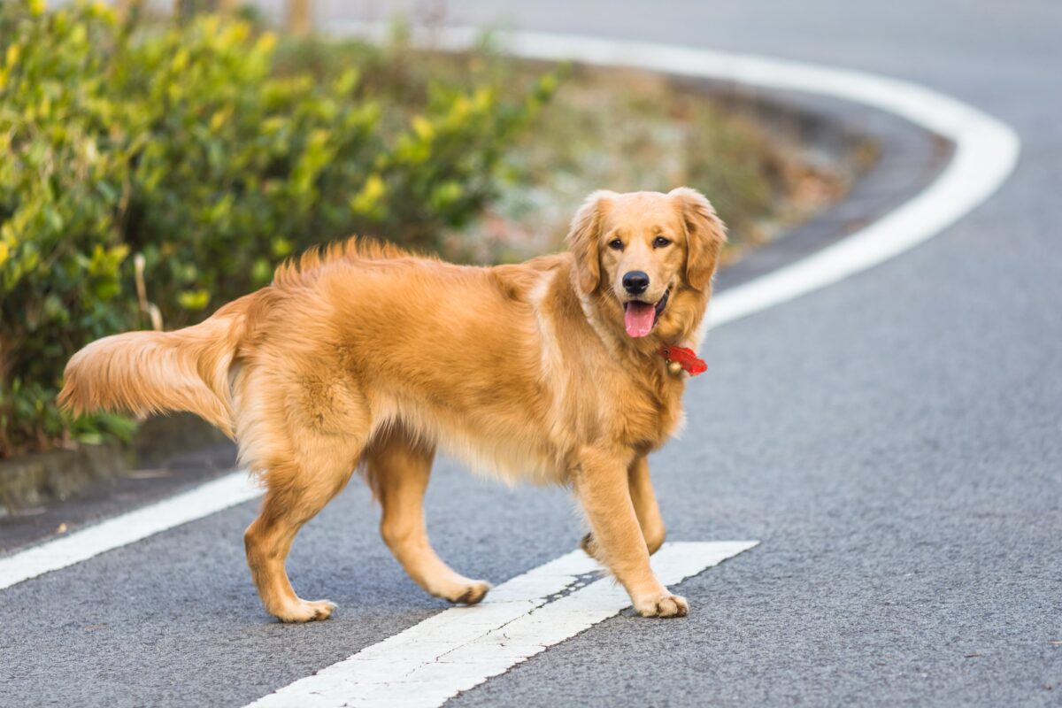 community dogs heroism