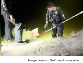 Blind Dog Rescue