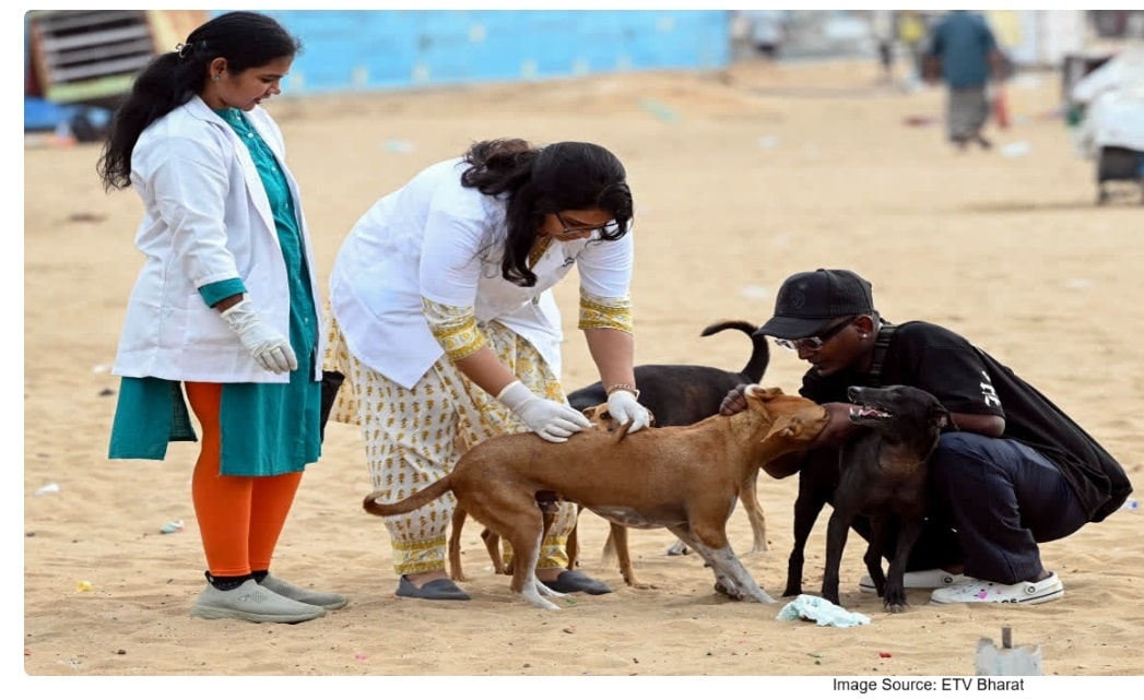 Rabies Awareness