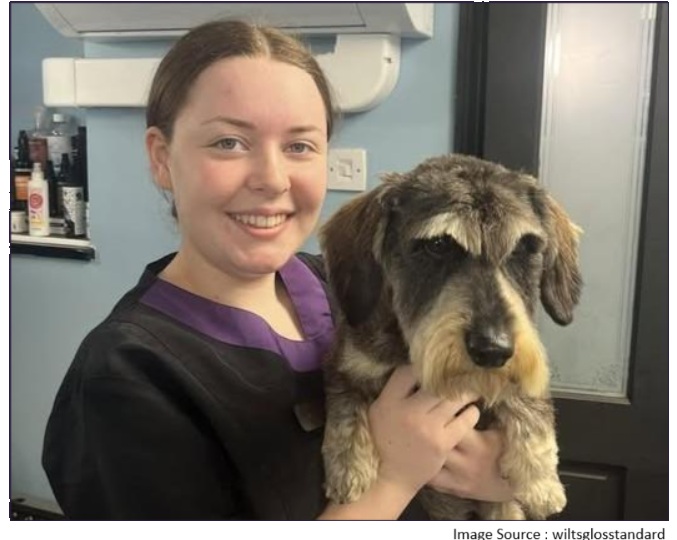 Spruce Dog Grooming