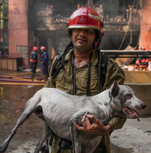 Delhi Firefighter Rescues Dog