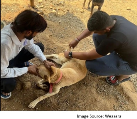 stray animals rescue