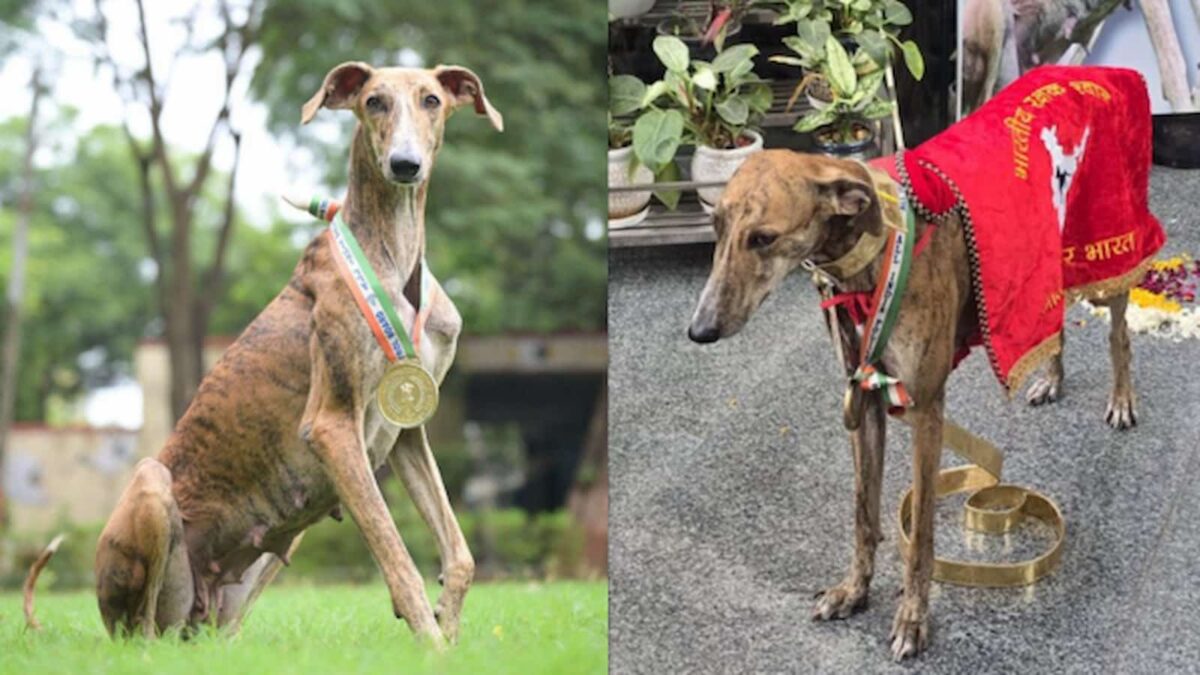 indigenous dog breeds