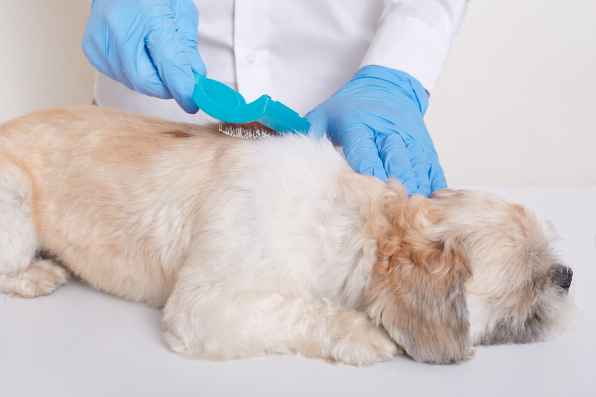 Spot-On Flea and Tick Treatments