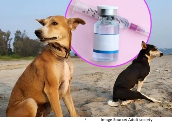 rabies controlled area