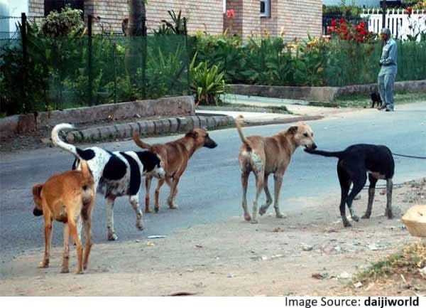 Stray dog control