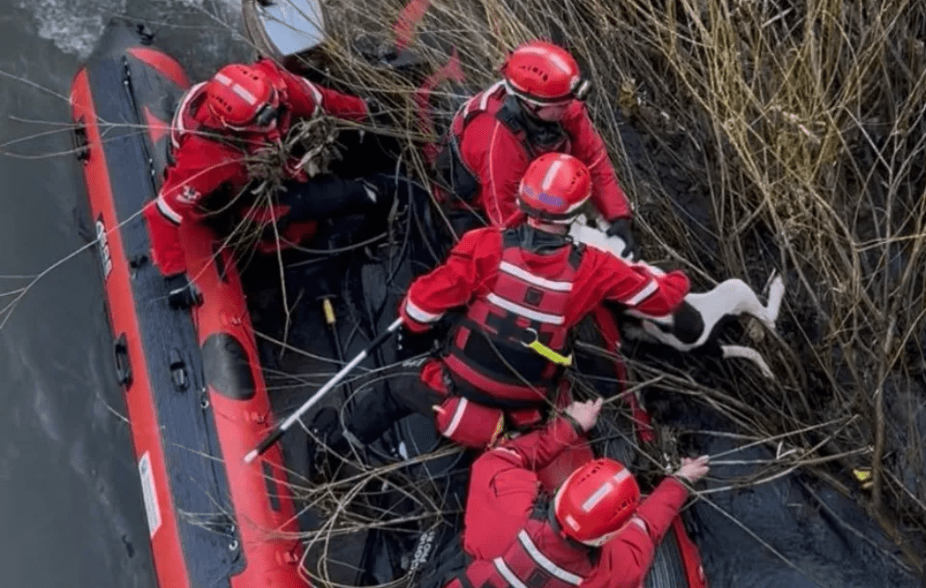 dog rescued from river