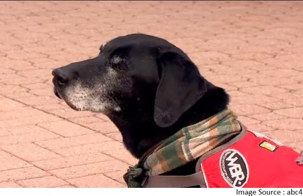 Avalanche Rescue Dog