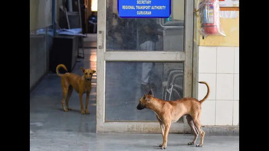 stray dog vaccination