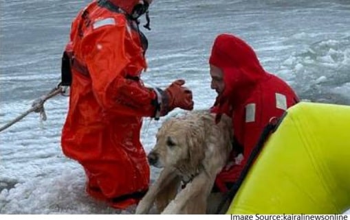 dog rescued