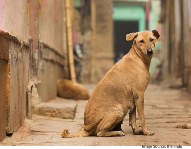 stray dog problem