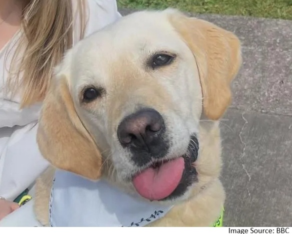 Wetherspoon dog policy