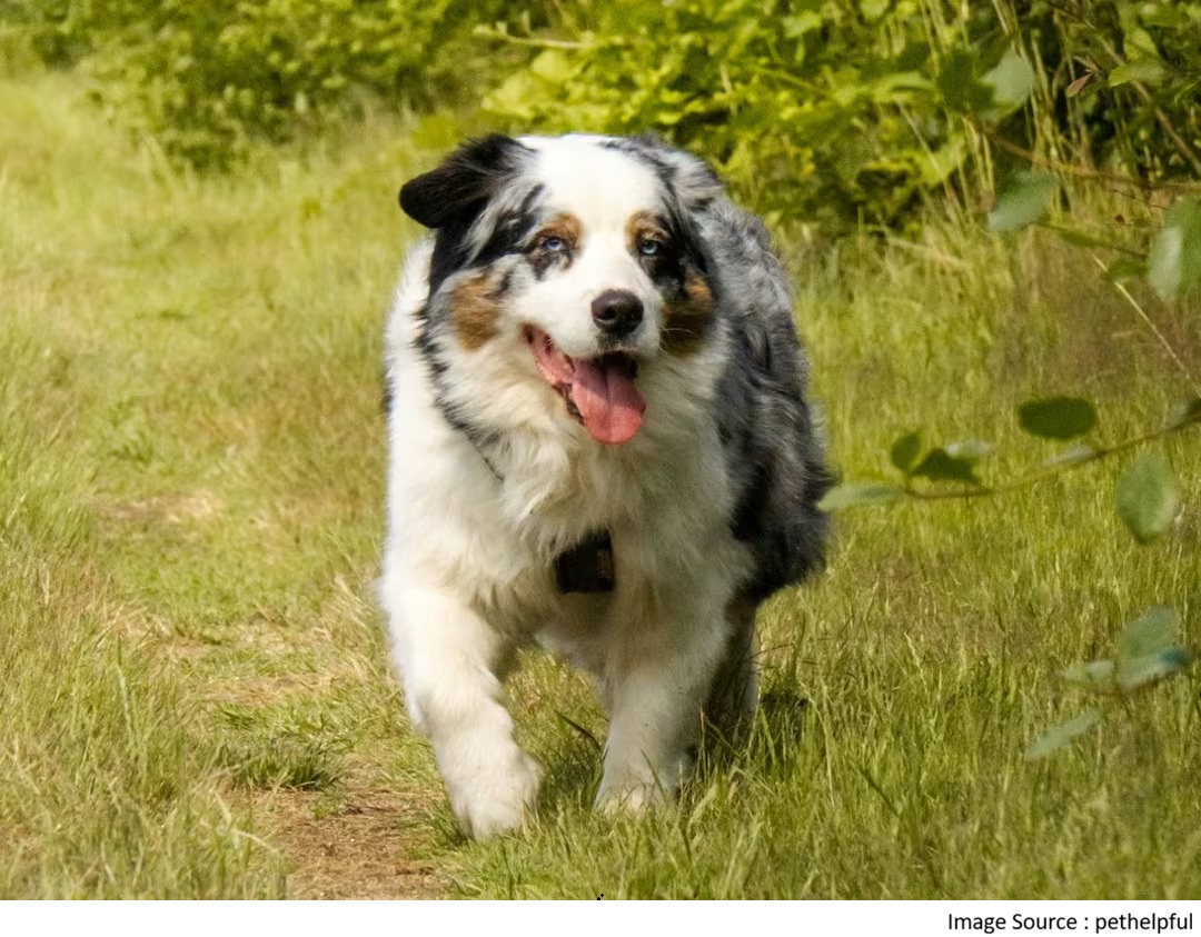 Senior Dog Final Days