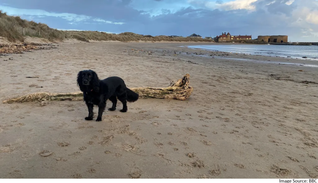 dog friendly beaches