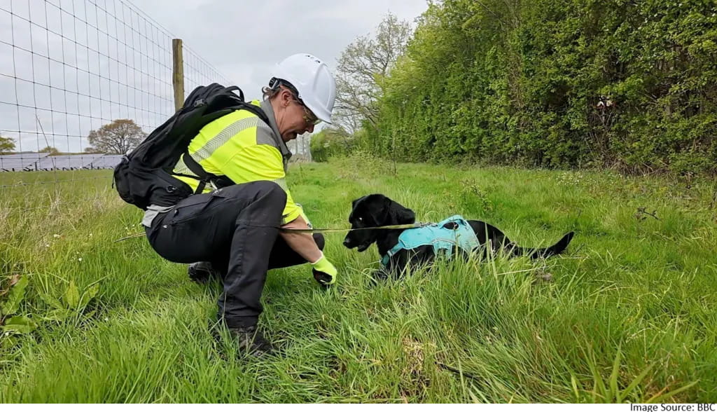 Dogs detect water leaks