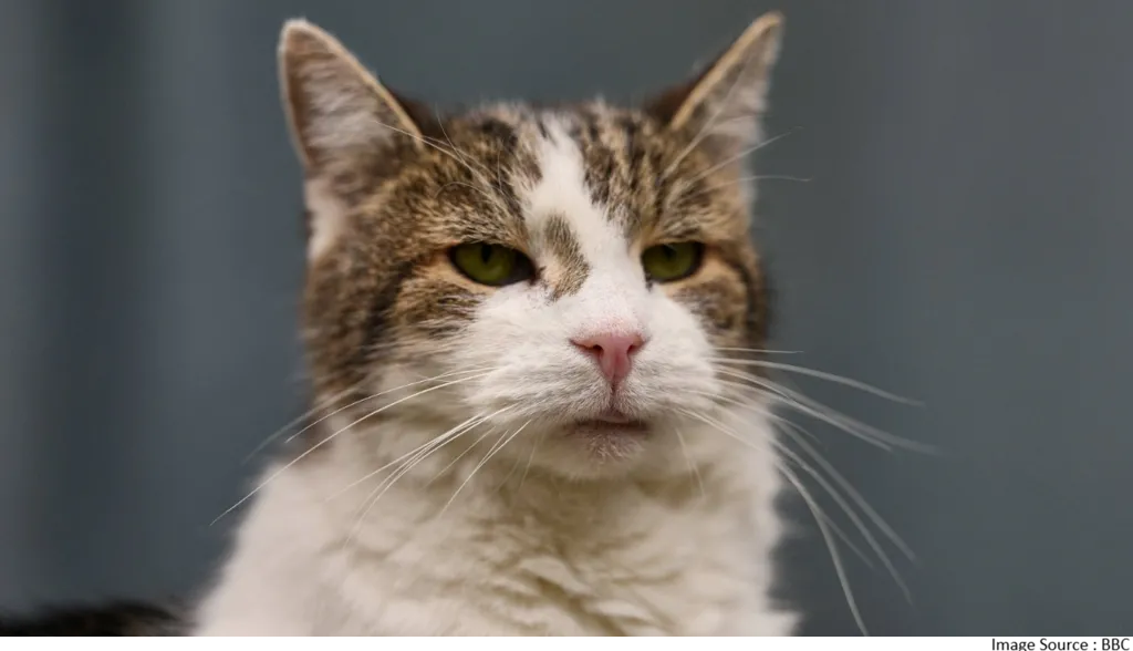 flea and tick treatment