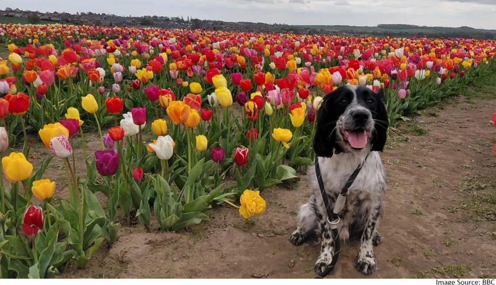 toxic plants for dogs