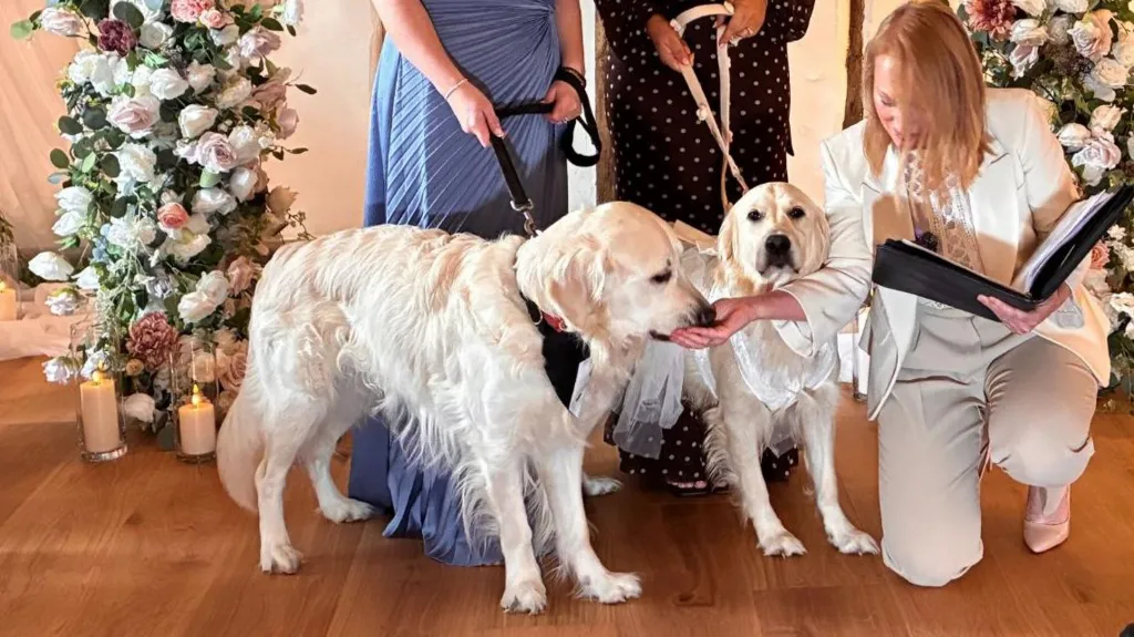 dog wedding