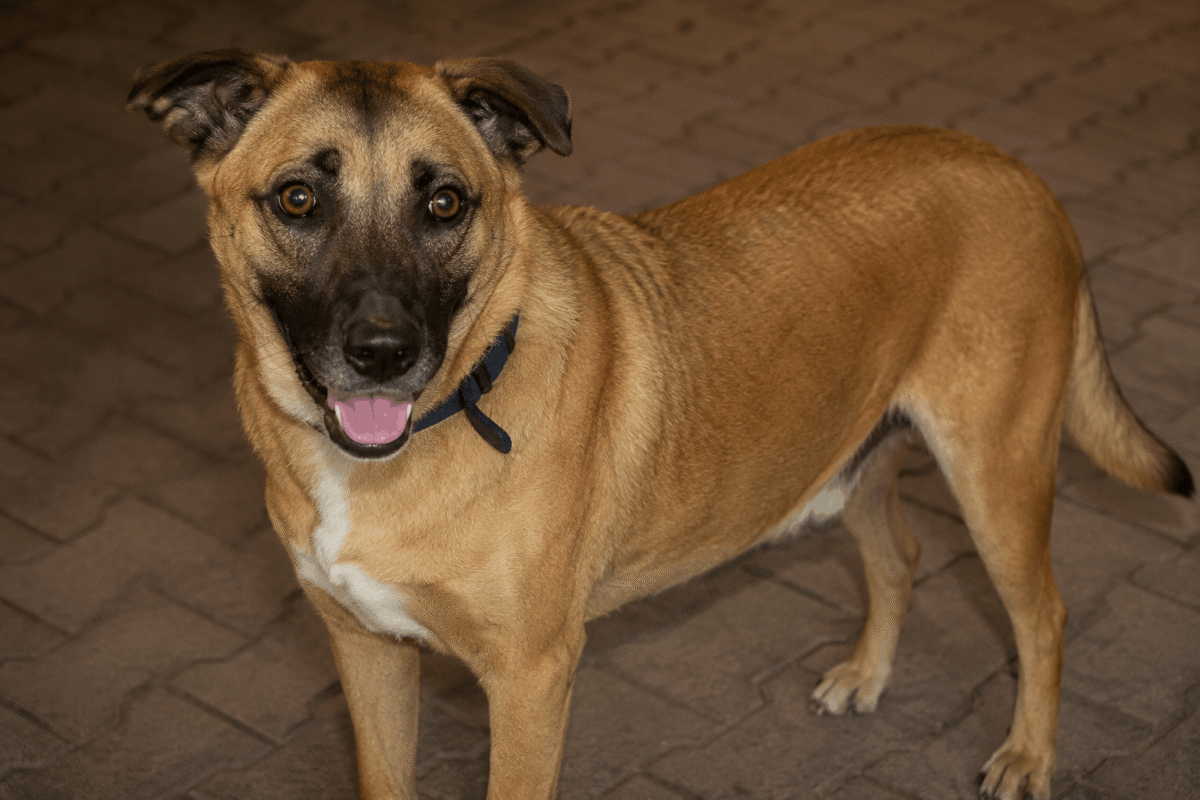 Dog Kaddu