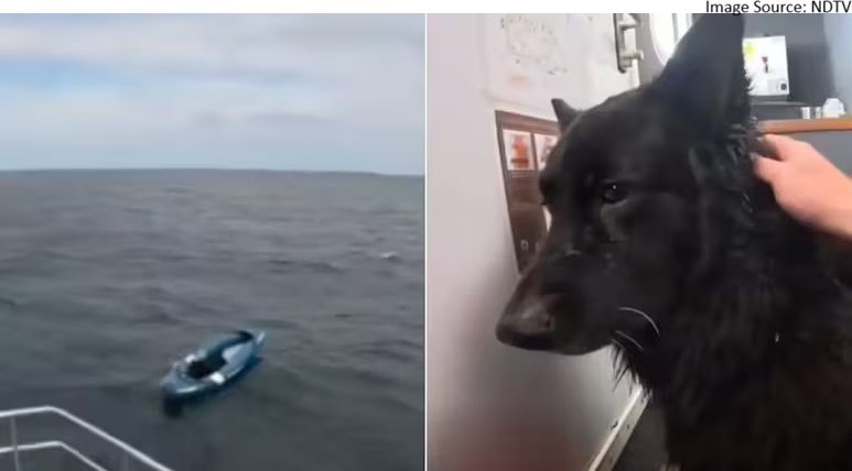 dog rescue