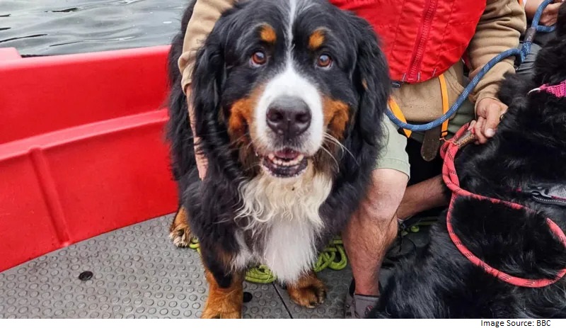 Mountain Dogs Rescued