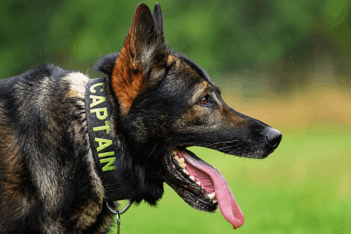Retired police dog