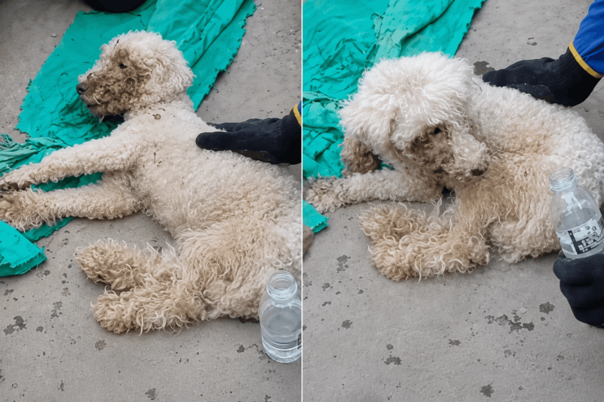 Miracle Dog Rescued