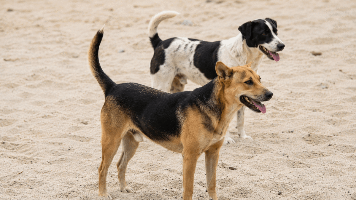 Rabies Prevention